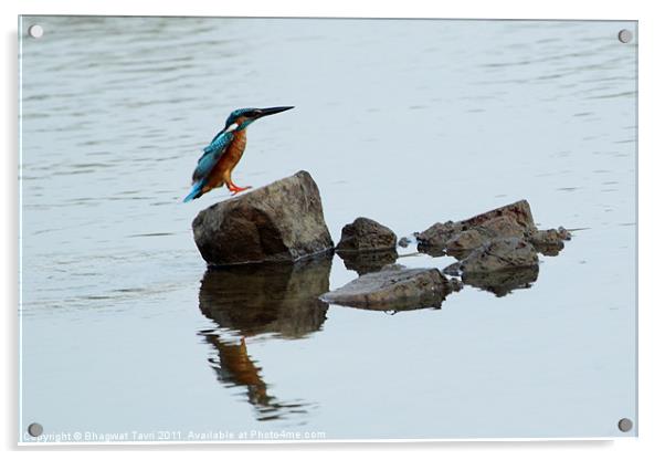 Common Kingfisher Acrylic by Bhagwat Tavri