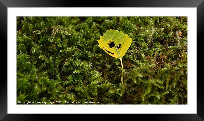 Punctured in the prickly forest Framed Mounted Print by Sandeep Rajan