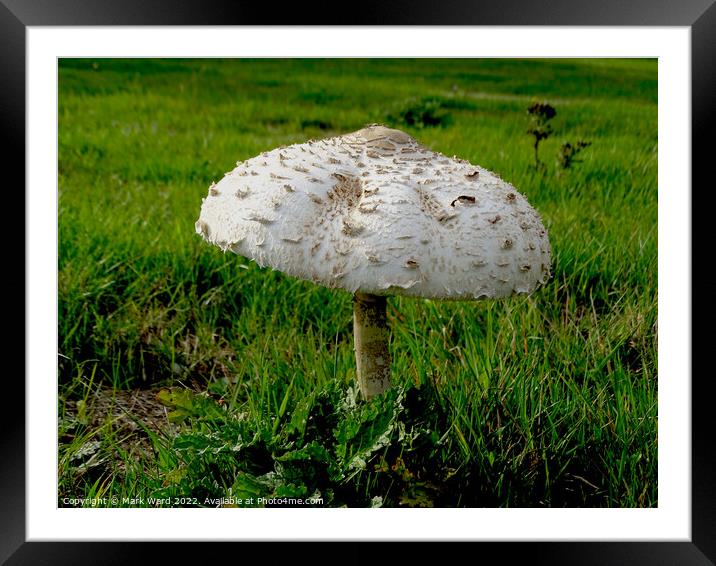 Large Parasol Mushroom in September. Framed Mounted Print by Mark Ward