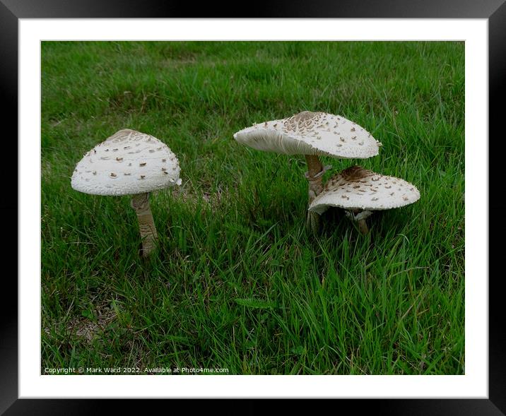 Parasol Mushrooms Framed Mounted Print by Mark Ward