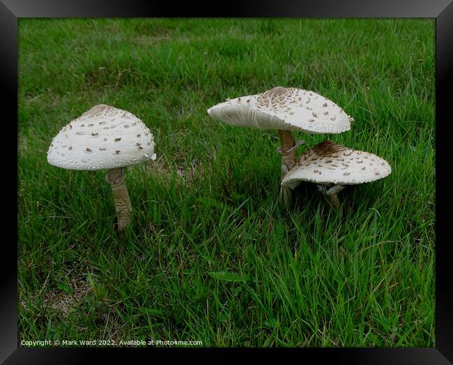 Parasol Mushrooms Framed Print by Mark Ward