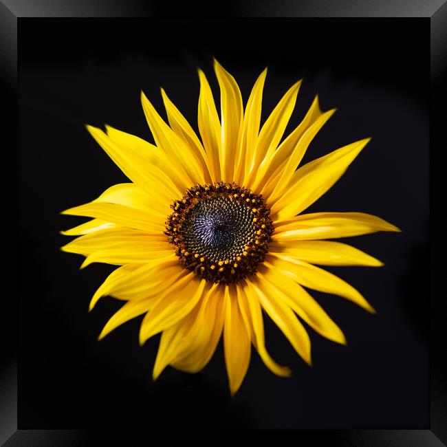Sunflower with black background Framed Print by Bryn Morgan