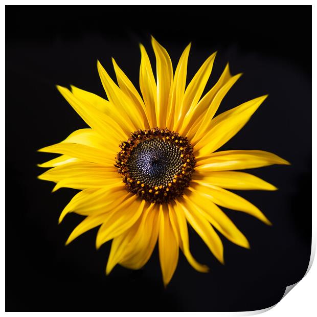 Sunflower with black background Print by Bryn Morgan