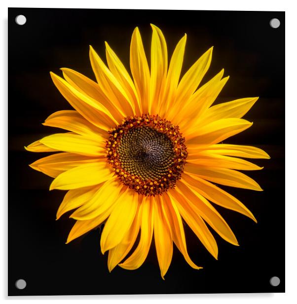 Sunflower with black background Acrylic by Bryn Morgan