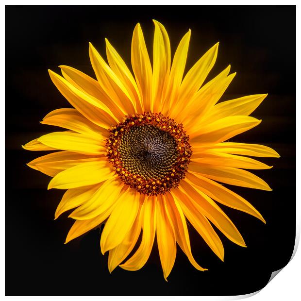 Sunflower with black background Print by Bryn Morgan