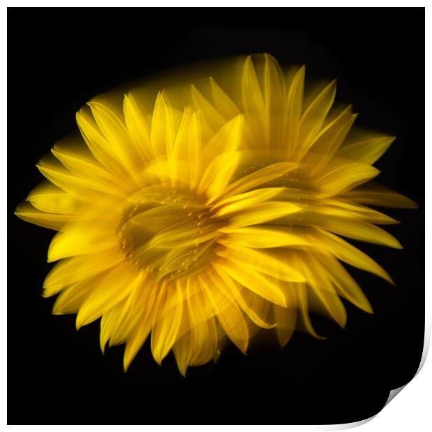 Sunflower abstract Print by Bryn Morgan
