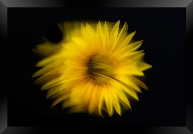 Sunflower abstract Framed Print by Bryn Morgan