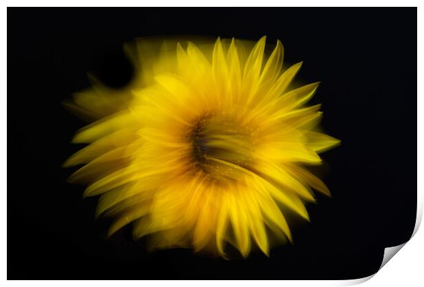 Sunflower abstract Print by Bryn Morgan
