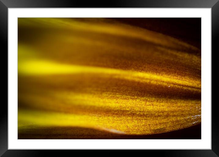 Sunflower abstract Framed Mounted Print by Bryn Morgan