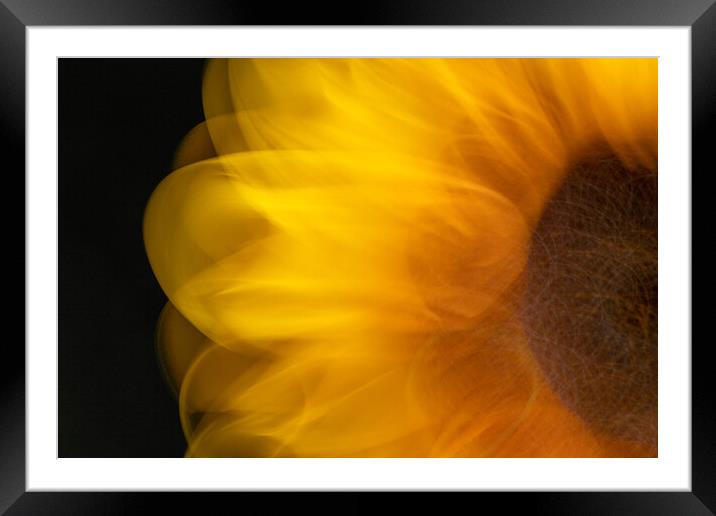 Sunflower abstract Framed Mounted Print by Bryn Morgan