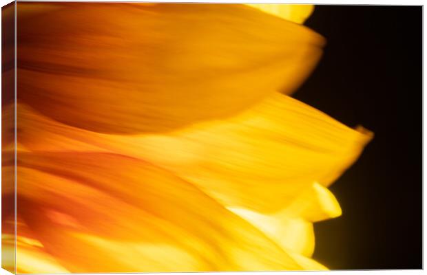 Sunflower abstract Canvas Print by Bryn Morgan