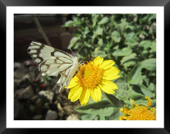 Butterfly Framed Mounted Print by Ali asghar Mazinanian