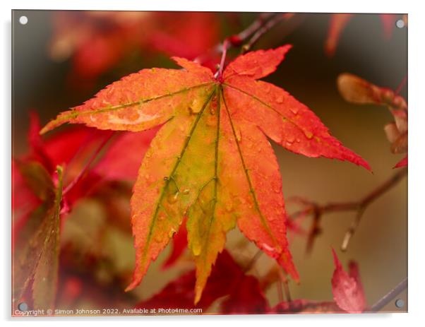 Autumnal acerleaf Acrylic by Simon Johnson