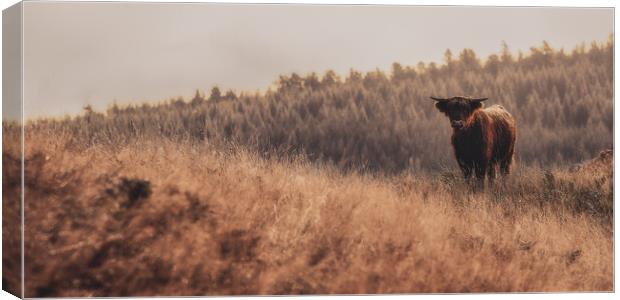 Outdoor field with Highland Cow Canvas Print by Duncan Loraine