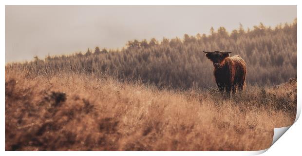 Outdoor field with Highland Cow Print by Duncan Loraine
