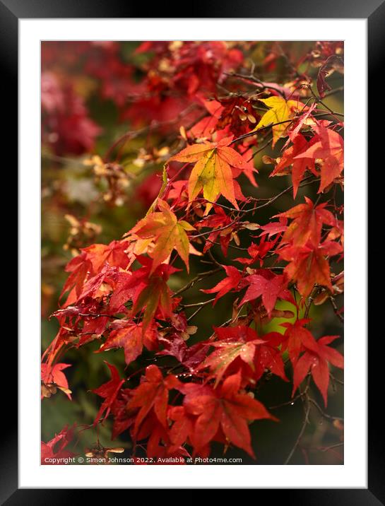 Autumnal  leaves Framed Mounted Print by Simon Johnson