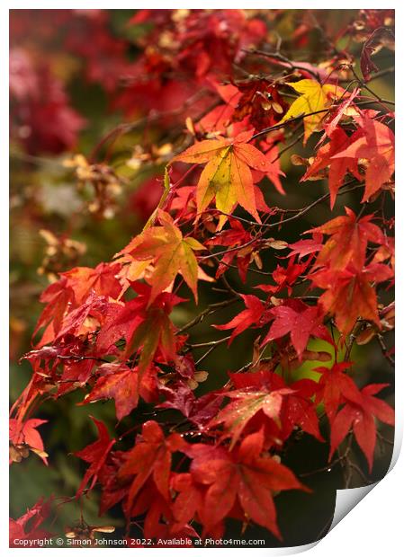 Autumnal  leaves Print by Simon Johnson