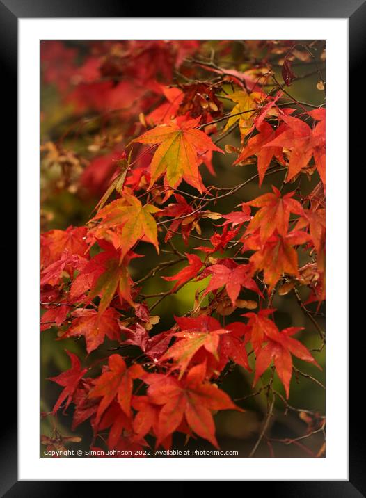 Autumnal  Acer leaves Framed Mounted Print by Simon Johnson