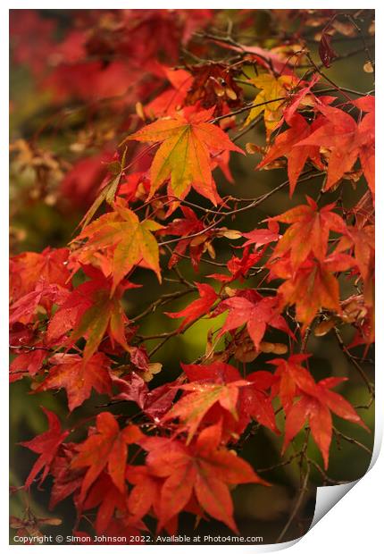 Autumnal  Acer leaves Print by Simon Johnson