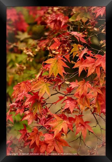 Autumnal leaves Framed Print by Simon Johnson