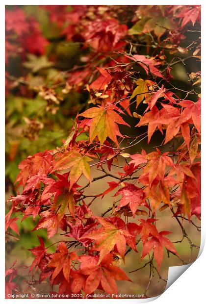 Autumnal leaves Print by Simon Johnson