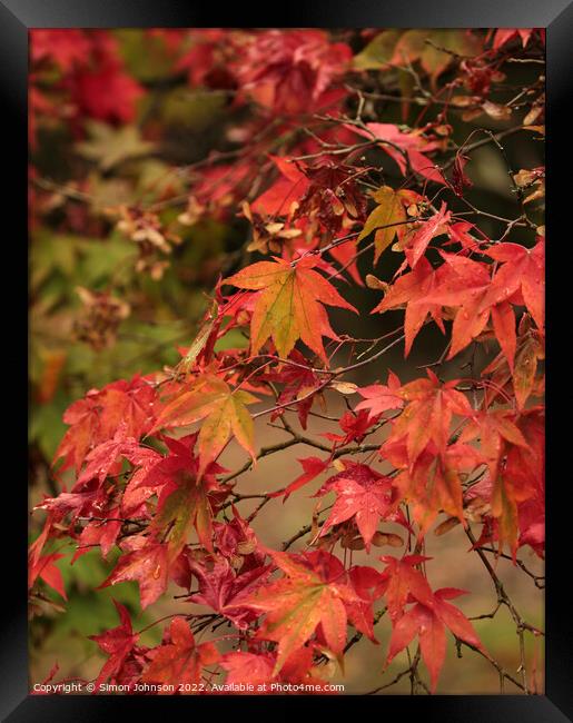 Autumnal leaves Framed Print by Simon Johnson