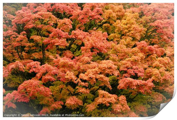 Autumn  leaves Print by Simon Johnson