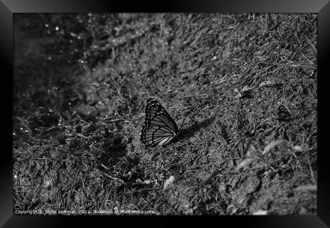 Monarch Butterfly  near pond (B) Framed Print by Philip Lehman
