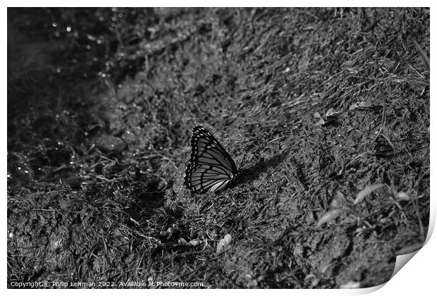Monarch Butterfly  near pond (B) Print by Philip Lehman