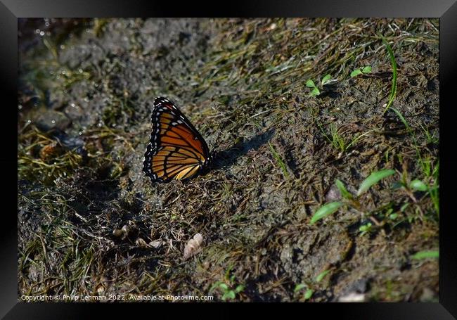 Monarch Butterfly  near pond (C) Framed Print by Philip Lehman