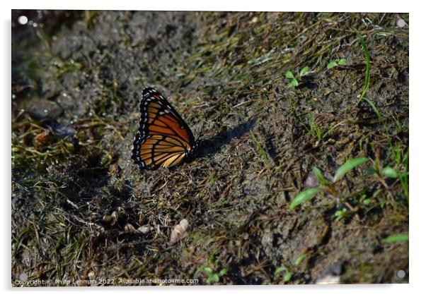 Monarch Butterfly  near pond (C) Acrylic by Philip Lehman