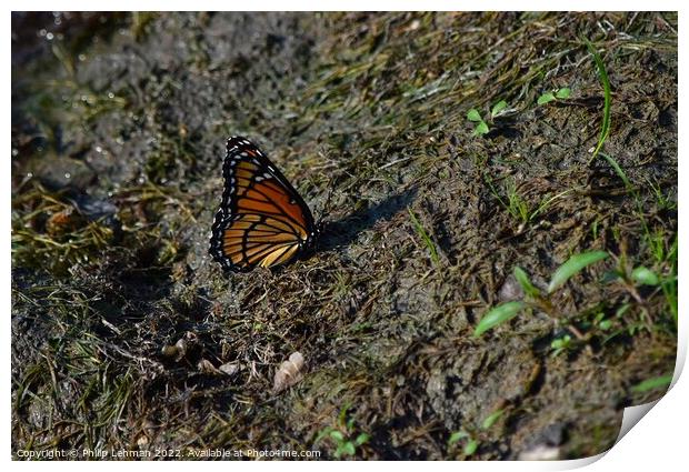 Monarch Butterfly  near pond (C) Print by Philip Lehman