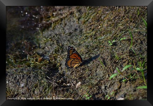 Monarch Butterfly  near pond (A) Framed Print by Philip Lehman