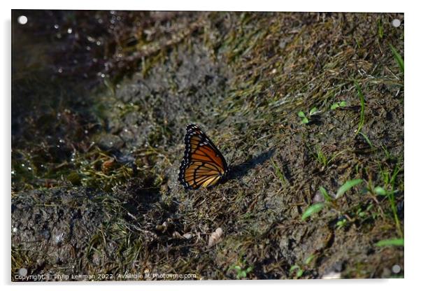 Monarch Butterfly  near pond (A) Acrylic by Philip Lehman