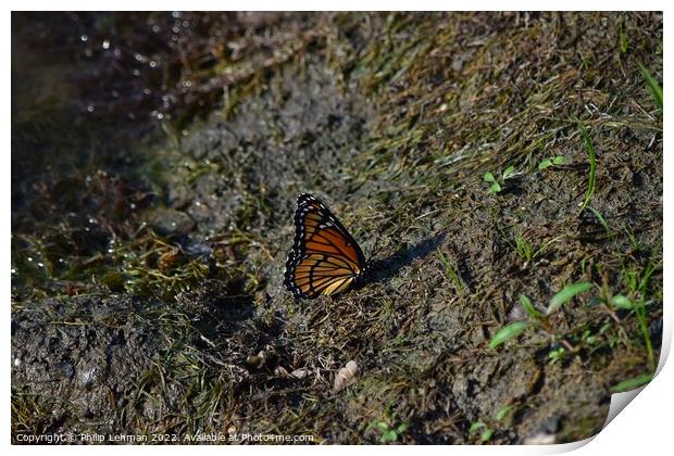 Monarch Butterfly  near pond (A) Print by Philip Lehman