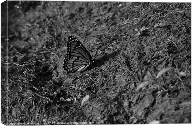 Monarch Butterfly  near pond (D) Canvas Print by Philip Lehman