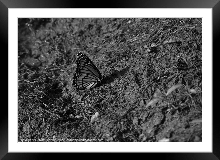Monarch Butterfly  near pond (D) Framed Mounted Print by Philip Lehman