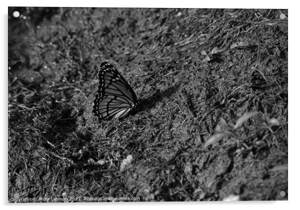 Monarch Butterfly  near pond (D) Acrylic by Philip Lehman