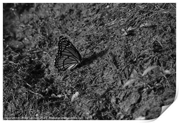 Monarch Butterfly  near pond (D) Print by Philip Lehman