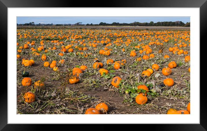 Pumpkin patch panorama Framed Mounted Print by Jason Wells