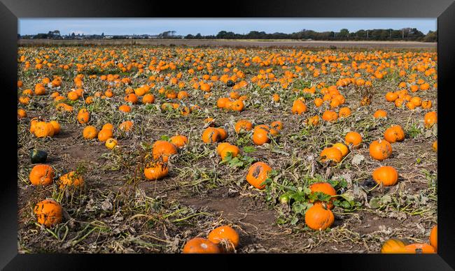 Pumpkin patch panorama Framed Print by Jason Wells