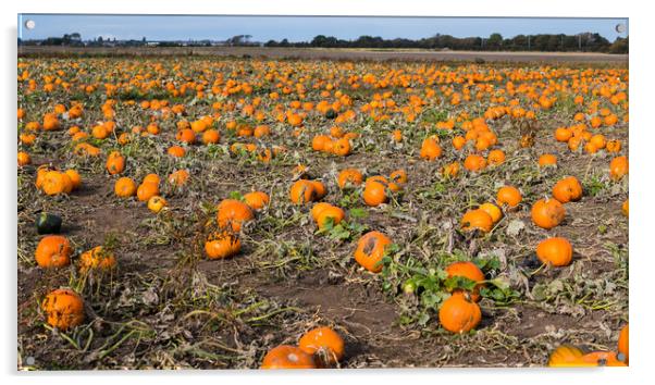 Pumpkin patch panorama Acrylic by Jason Wells