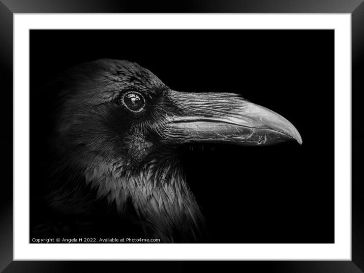 Raven Framed Mounted Print by Angela H