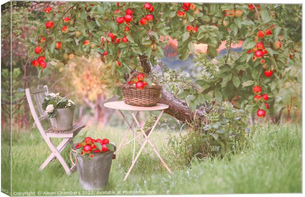 Apple Tree Canvas Print by Alison Chambers