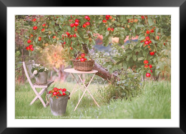 Apple Tree Framed Mounted Print by Alison Chambers