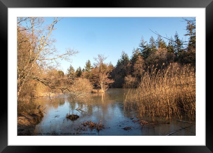 Sunshine on reeds Framed Mounted Print by Sally Wallis