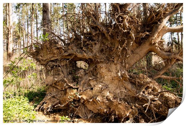 Oak Tree Roots Print by Sally Wallis