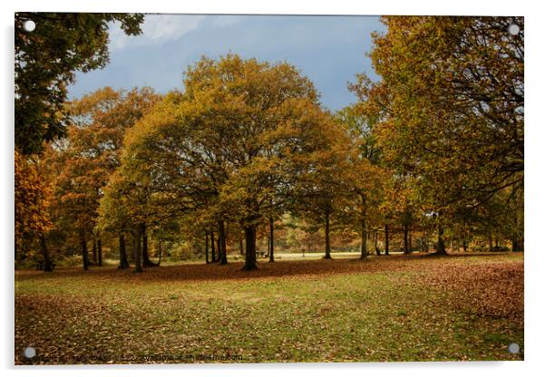 autumn colors, mostly oak trees Acrylic by Sally Wallis