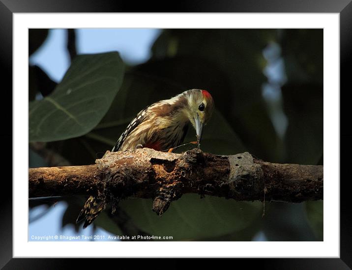 Yellow-crowned Woodpecker Framed Mounted Print by Bhagwat Tavri