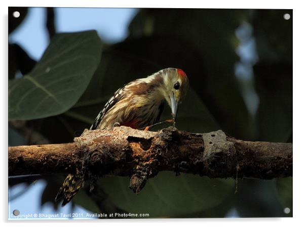 Yellow-crowned Woodpecker Acrylic by Bhagwat Tavri